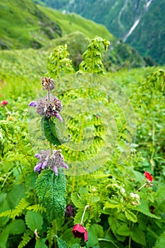 Short-stalked catmint, Nepeta subsessilis purple flowers and buds in the foothills of the Himalayas. Himachal Pradesh