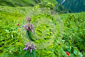 Short-stalked catmint, Nepeta subsessilis purple flowers and buds in the foothills of the Himalayas. Himachal Pradesh