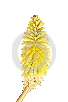 Short stem with bright yellow flowers of Kniphofia photo