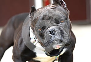 Short stocky American Bully dog with cropped ears