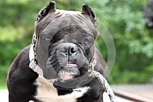 Short stocky American Bully dog with cropped ears