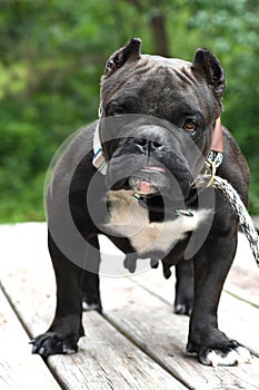 Short stocky female American Bully dog with cropped ears