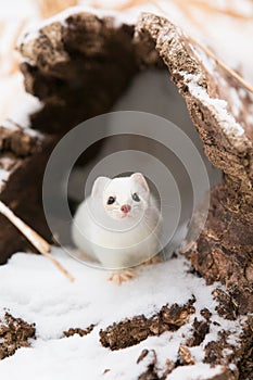 Short tail weasel exiting his den