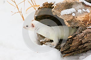 Short tail weasel leaving his den