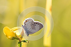 Short-tailed blue or tailed Cupid (Cupido argiades) on yellow fl photo