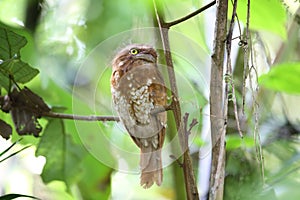 Short-tailed frogmouth or Sumatran frogmouth