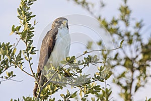 Short-tailed Hawk Perched On A Tree photo