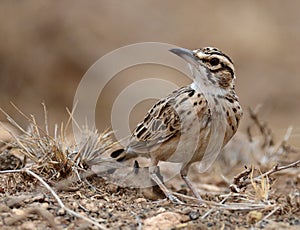 Short-tailed Lark, Spizocorys fremantlii