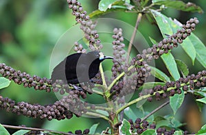 Short-tailed Paradigalla