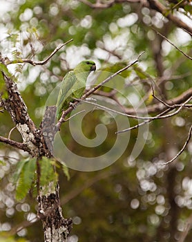 Short-tailed Parrot