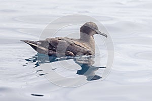 Short-tailed Shearwater in New Zealand