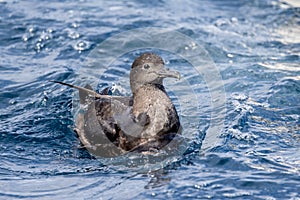 Short-tailed Shearwater in New Zealand