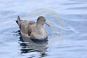 Short-tailed Shearwater, Puffinus tenuirostris, at sea