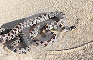 short tailed snake - Lampropeltis extenuata is a small harmless colubrid snake. Fossorial and seldom seen found only in sandy, photo