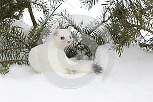 Short-tailed weasel in fir branches and snow