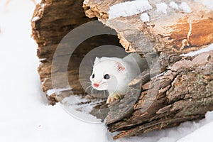 Short tailed weasel looking out of his den