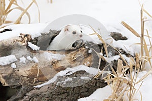 Short-tailed Weasel in winter