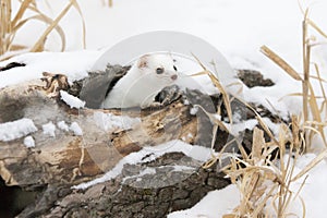 Short-tailed Weasel in winter photo