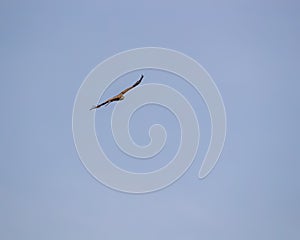 A Short toe Snake Eagle