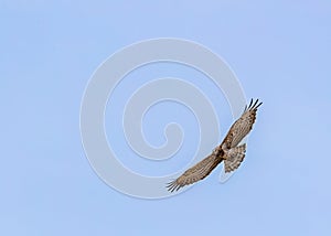 A Short Toe Snake eagle in sky