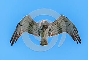 Short-toed eagle in the air looking at the camera