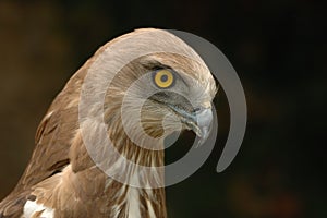 Short-toed Eagle (Circaetus gallicus)