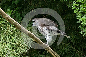 Short toed eagle ( circaetus gallicus )