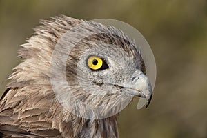 Short-toed eagle, Circaetus gallicus