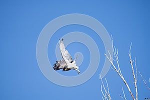Short-toed eagle in full flight, against a blue sky