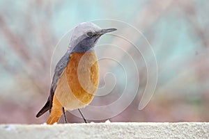 Short toed rock thrush bird closeup