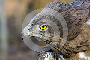 Short-toed snake eagle (Circaetus gallicus)