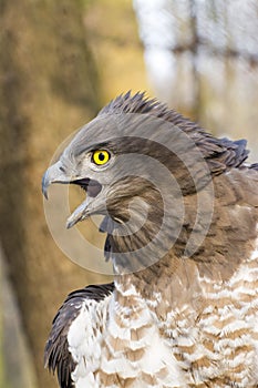 Short-toed snake eagle (Circaetus gallicus)