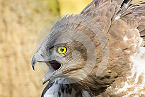 Short-toed snake eagle (Circaetus gallicus)