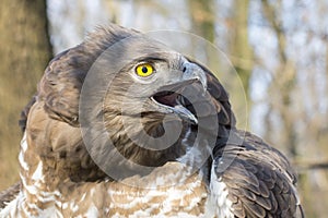 Short-toed snake eagle (Circaetus gallicus)