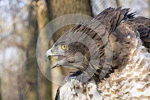 Short-toed snake eagle (Circaetus gallicus)