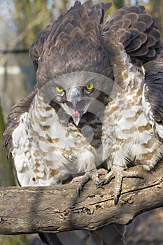 Short-toed snake eagle (Circaetus gallicus)