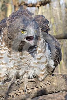 Short-toed snake eagle (Circaetus gallicus)