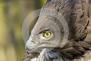 Short-toed snake eagle (Circaetus gallicus)