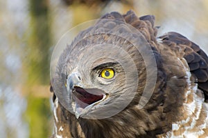 Short-toed snake eagle (Circaetus gallicus)