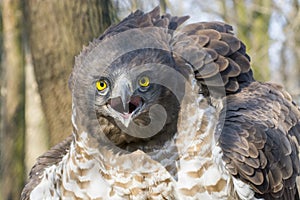 Short-toed snake eagle (Circaetus gallicus)