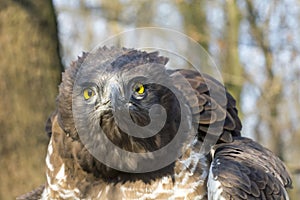 Short-toed snake eagle (Circaetus gallicus)