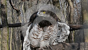 Short-toed snake eagle (Circaetus gallicus)