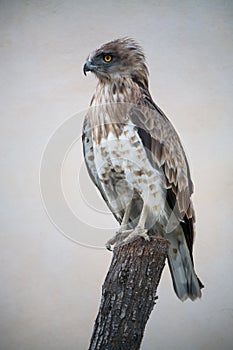 Short-toed snake eagle (circaetus gallicus) photo