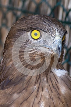 The short-toed snake eagle Circaetus gallicus, also known as short-toed eagle close up showing off crisp, clear, yellow eye. and