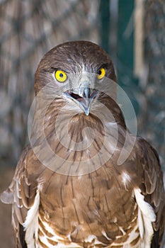 The short-toed snake eagle Circaetus gallicus, also known as short-toed eagle close up showing off crisp, clear, yellow eye. and