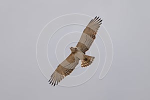 Short-toed snake eagle Circaetus gallicus in flight, natural background