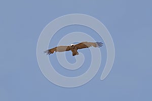 Short-toed snake eagle (Circaetus gallicus) in natural habitat