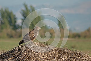 Short-toed snake eagle Circaetus gallicus photo