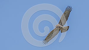 Short-toed snake eagle flying left