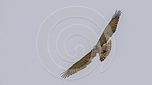 Short-toed Snake Eagle in Clear Blue Sky